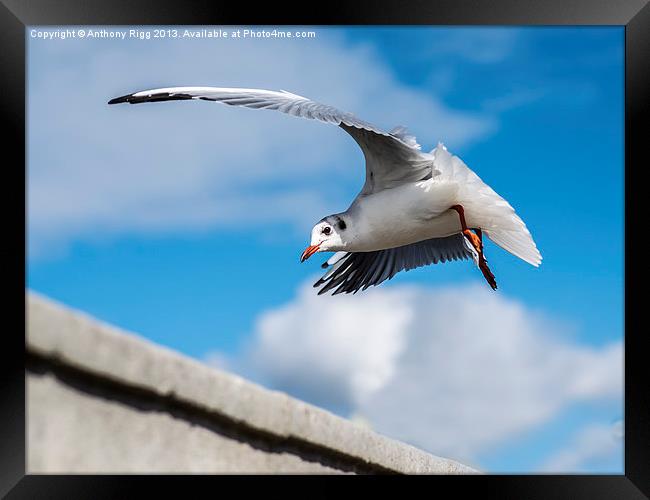 Seagull Framed Print by Anthony Rigg
