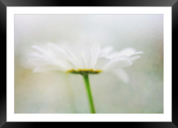 Pure Framed Mounted Print by Lesley Mohamad