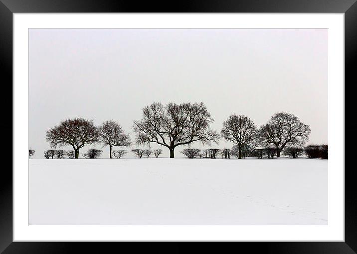 Winter Trees Framed Mounted Print by Matt Cottam