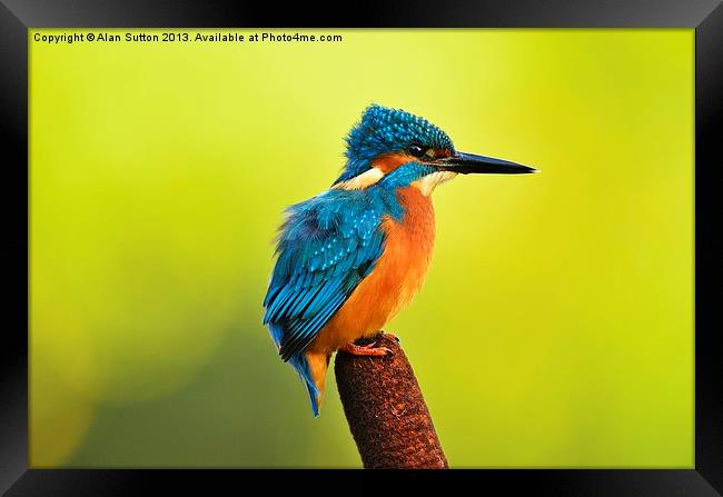The Wind-swept look ! Framed Print by Alan Sutton