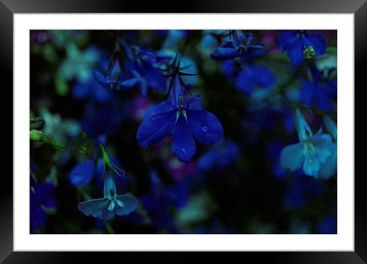 Natures Tears Framed Mounted Print by Kelly Cronin
