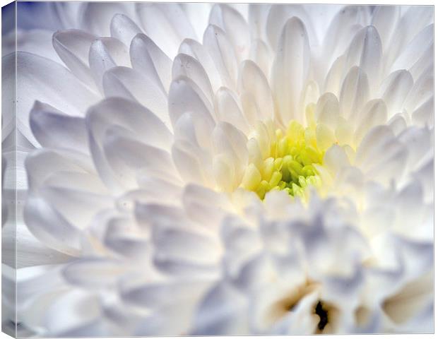 Chrysanthemum Canvas Print by Paul McKenzie