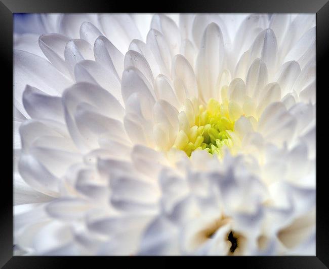 Chrysanthemum Framed Print by Paul McKenzie