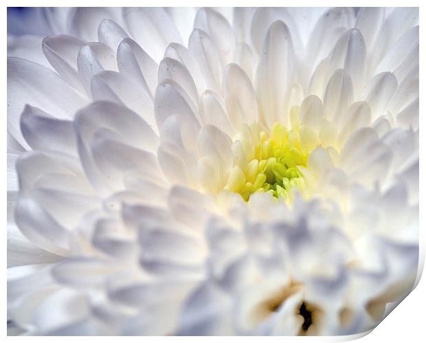Chrysanthemum Print by Paul McKenzie