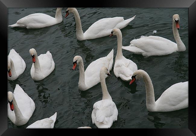 Swans in the docks  Framed Print by mark blower