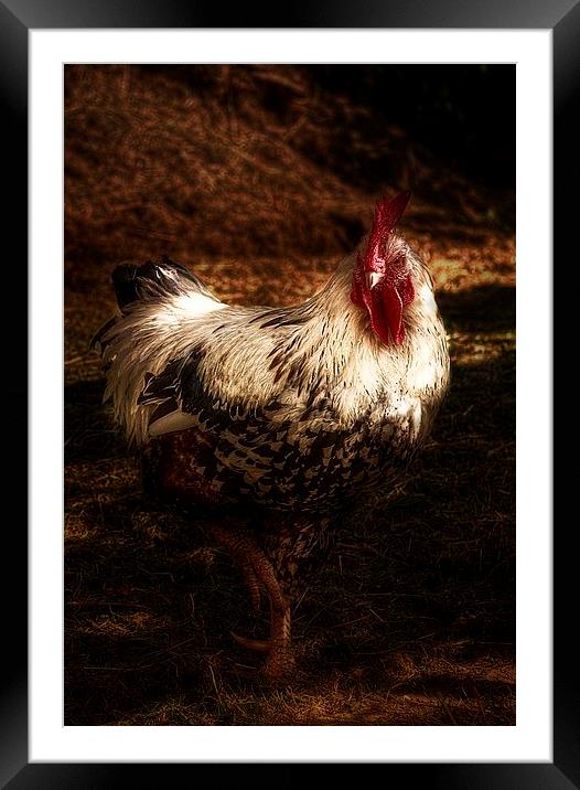 The Cockerel Framed Mounted Print by Alison Streets