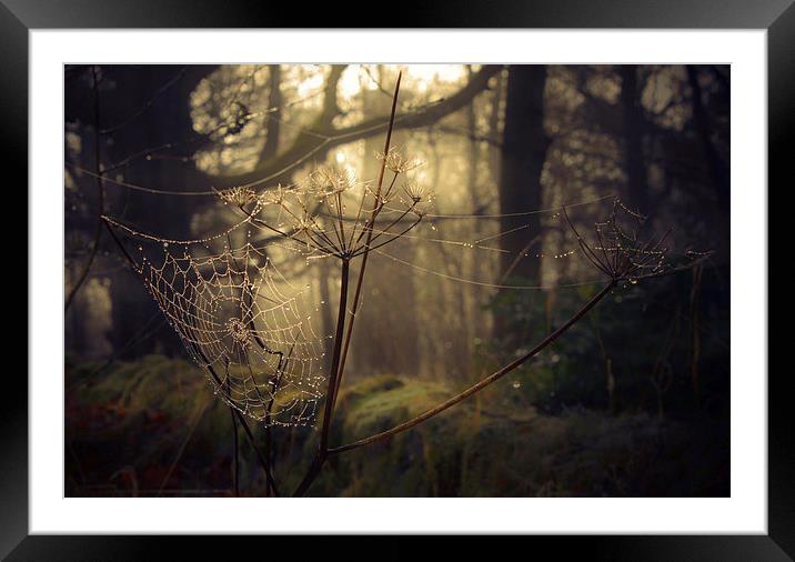 The Cobweb Framed Mounted Print by Alison Streets