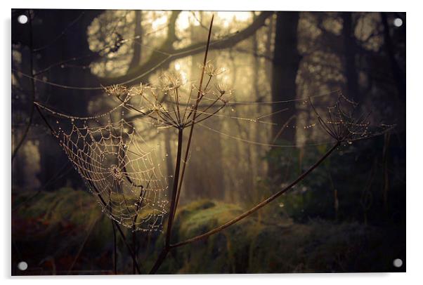 The Cobweb Acrylic by Alison Streets