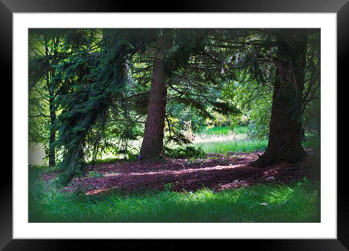 Pine Woods Framed Mounted Print by Colin Metcalf