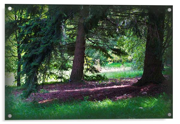 Pine Woods Acrylic by Colin Metcalf