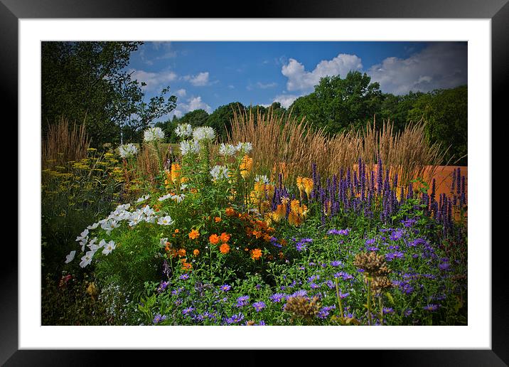 Late Summer Blooms Framed Mounted Print by Colin Metcalf