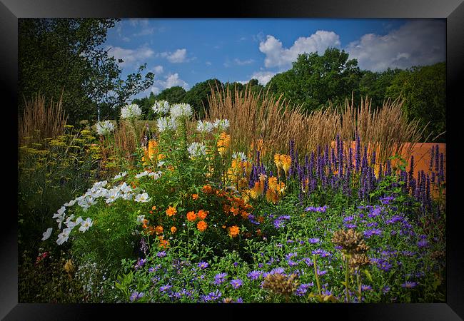 Late Summer Blooms Framed Print by Colin Metcalf