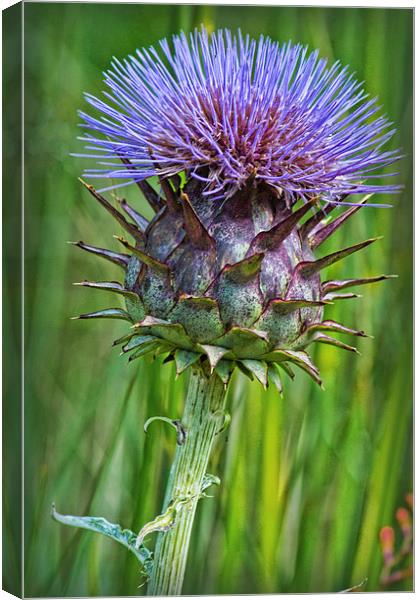 Thistle Canvas Print by Colin Metcalf