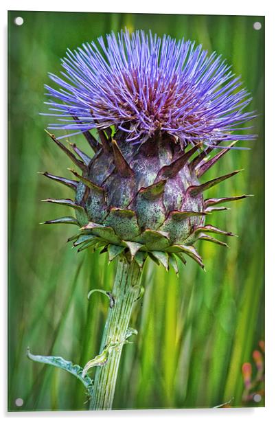 Thistle Acrylic by Colin Metcalf