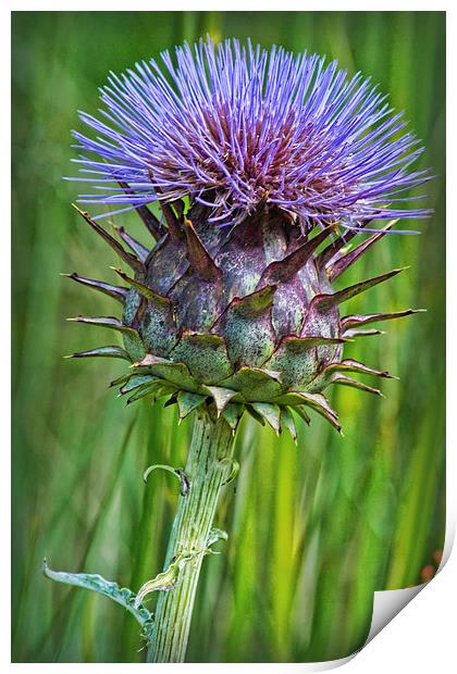 Thistle Print by Colin Metcalf