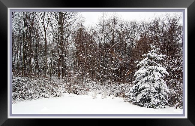 The Forest in our BackYard Framed Print by james balzano, jr.