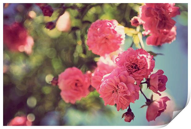 Vintage Climbing Roses Print by Lesley Mohamad