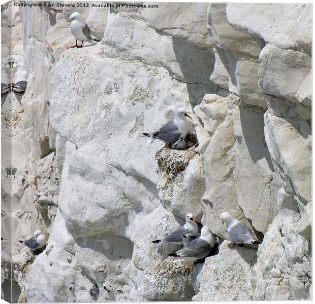 Gulls on cliff Canvas Print by Paul Stevens