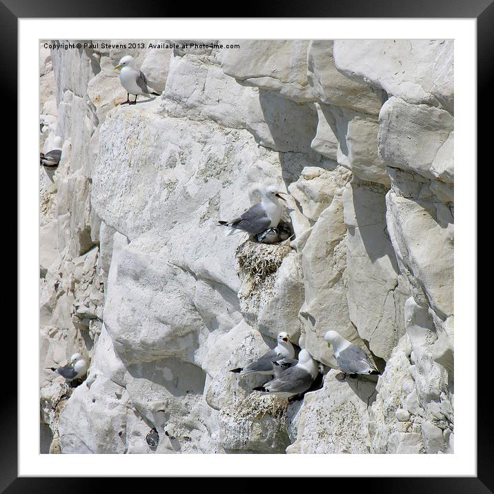 Gulls on cliff Framed Mounted Print by Paul Stevens