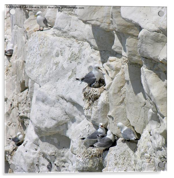 Gulls on cliff Acrylic by Paul Stevens