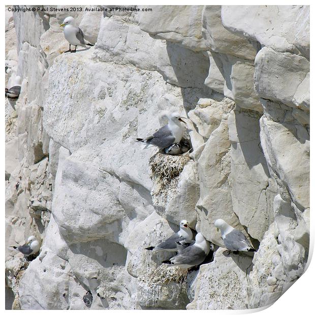 Gulls on cliff Print by Paul Stevens