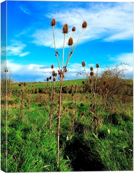 Thistle in the Wind Canvas Print by Colin Richards