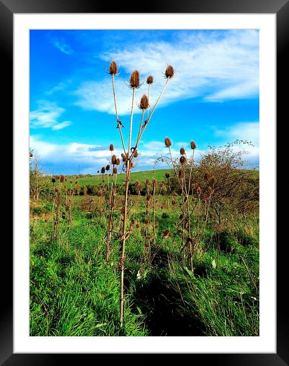 Thistle in the Wind Framed Mounted Print by Colin Richards