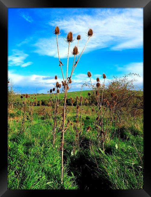 Thistle in the Wind Framed Print by Colin Richards