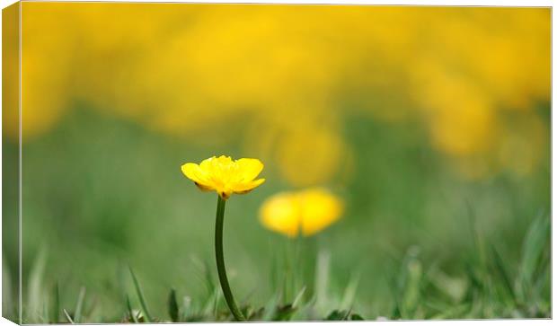 A field of Yellow buttercups. Canvas Print by Kayleigh Meek