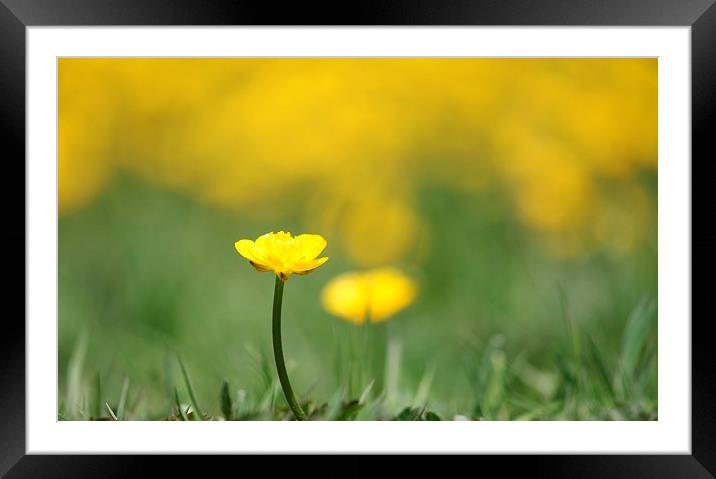 A field of Yellow buttercups. Framed Mounted Print by Kayleigh Meek