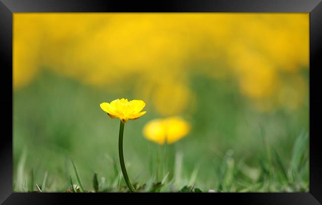 A field of Yellow buttercups. Framed Print by Kayleigh Meek