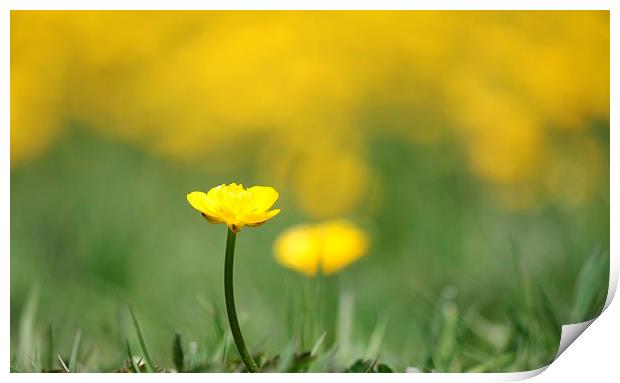 A field of Yellow buttercups. Print by Kayleigh Meek