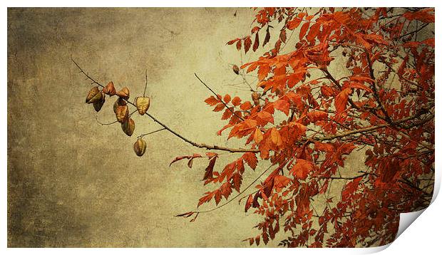 a golden autumn light Print by Heather Newton