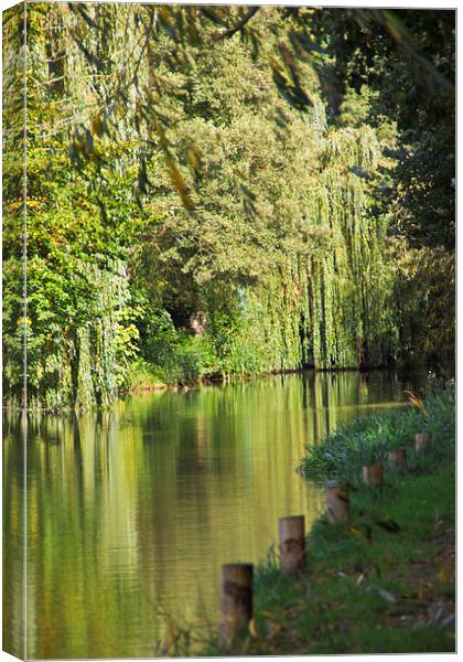 Weeping Willow Reflection Canvas Print by Michelle Orai