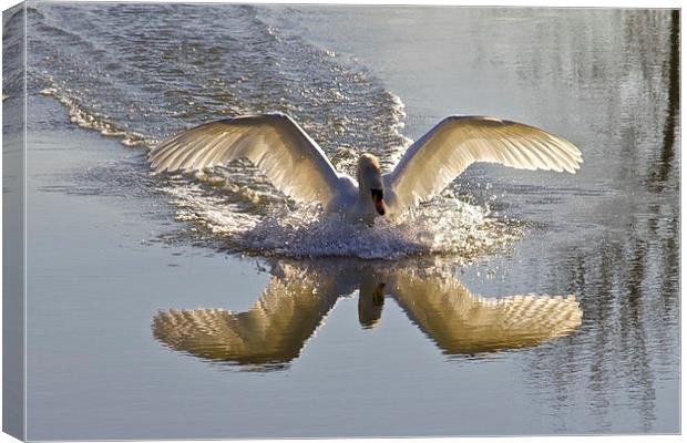 Landing Swan Canvas Print by Jim O'Donnell