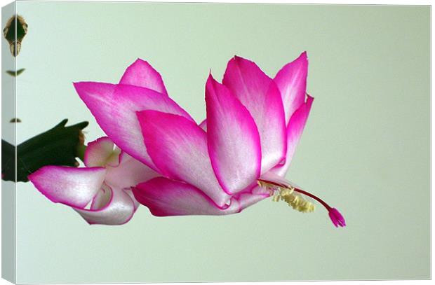 Christmas cactus in bloom Canvas Print by Don Brady