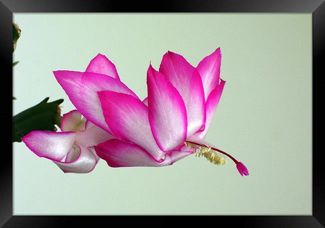 Christmas cactus in bloom Framed Print by Don Brady
