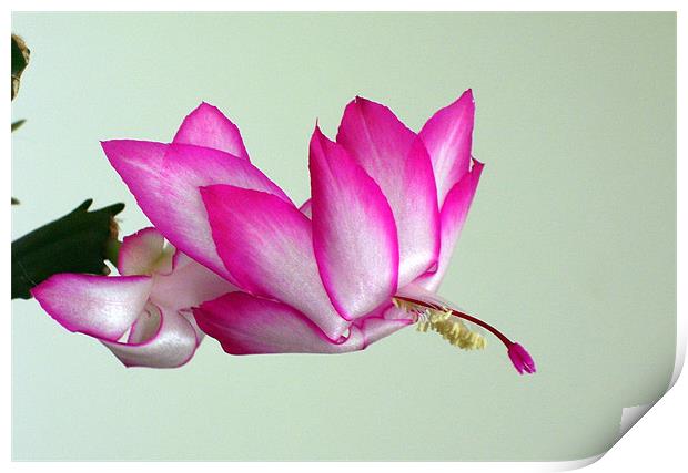 Christmas cactus in bloom Print by Don Brady
