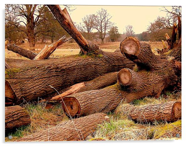 Log Roll Acrylic by Bill Lighterness