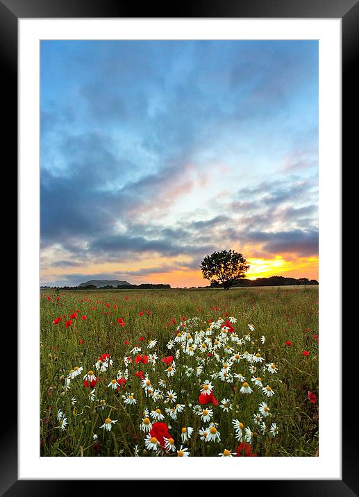 Sunset Poppies Framed Mounted Print by Matt Cottam