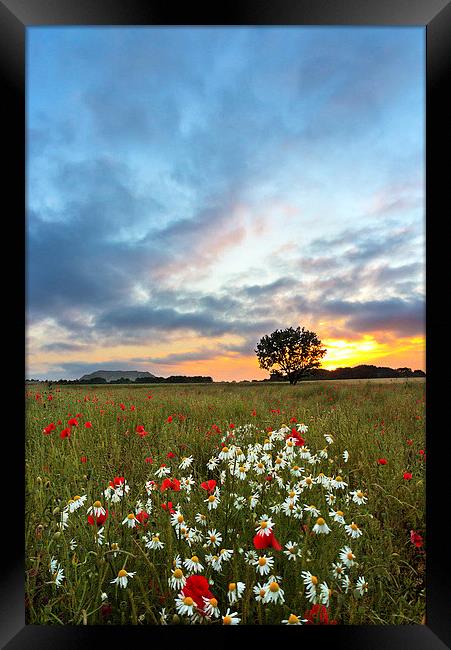 Sunset Poppies Framed Print by Matt Cottam