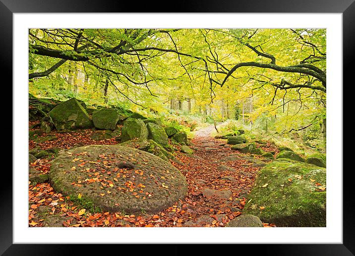 Autumn Path Framed Mounted Print by Matt Cottam