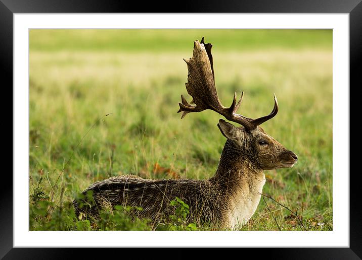 Fallow Fellow Framed Mounted Print by Jed Pearson
