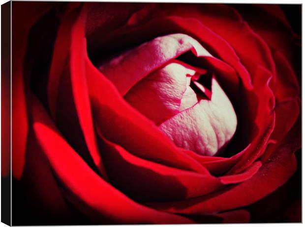 Roses are red ...............again Canvas Print by Karl Butler