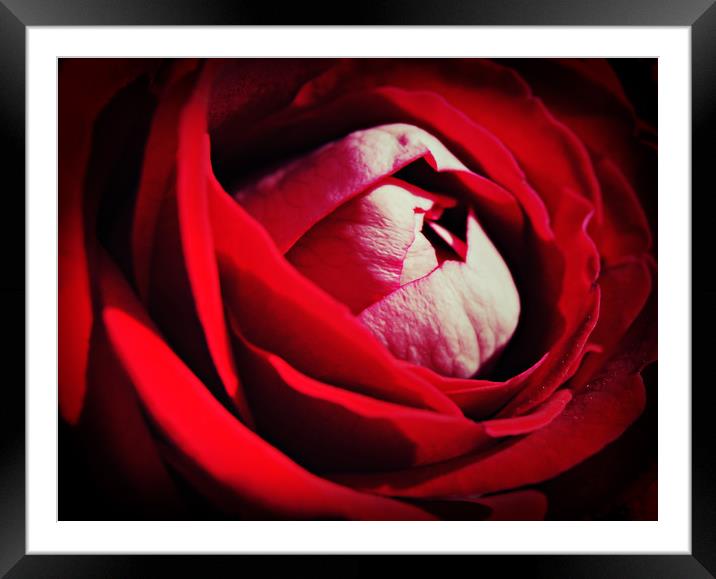 Roses are red ...............again Framed Mounted Print by Karl Butler