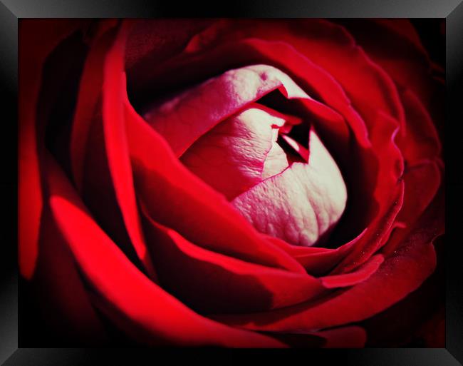 Roses are red ...............again Framed Print by Karl Butler