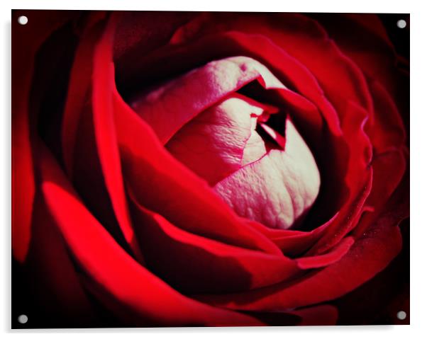 Roses are red ...............again Acrylic by Karl Butler