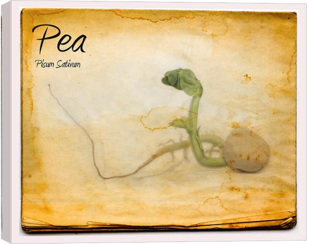 Pea Canvas Print by Nigel Bangert