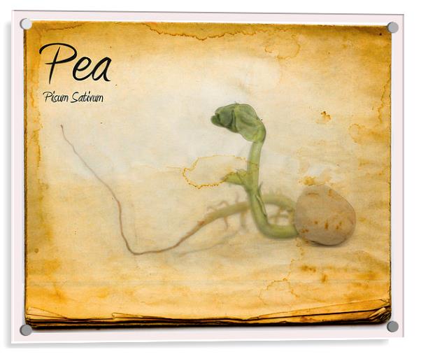 Pea Acrylic by Nigel Bangert