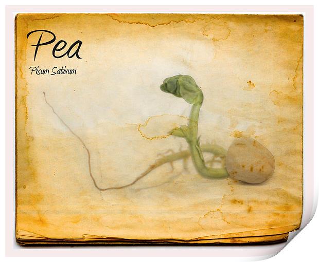 Pea Print by Nigel Bangert